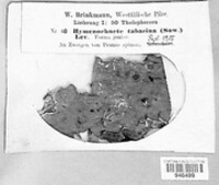 Pseudochaete tabacina image